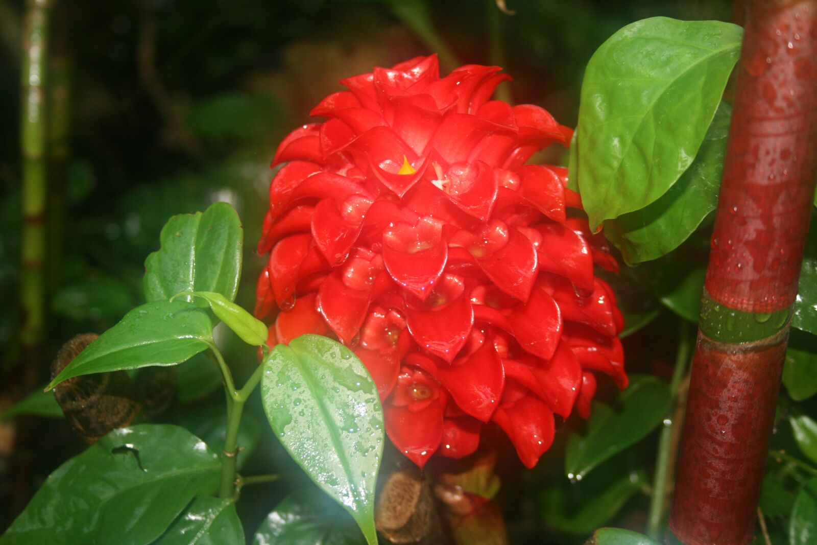 Canon EOS 400D (EOS Digital Rebel XTi / EOS Kiss Digital X) sample photo. Flower, red, tropical photography