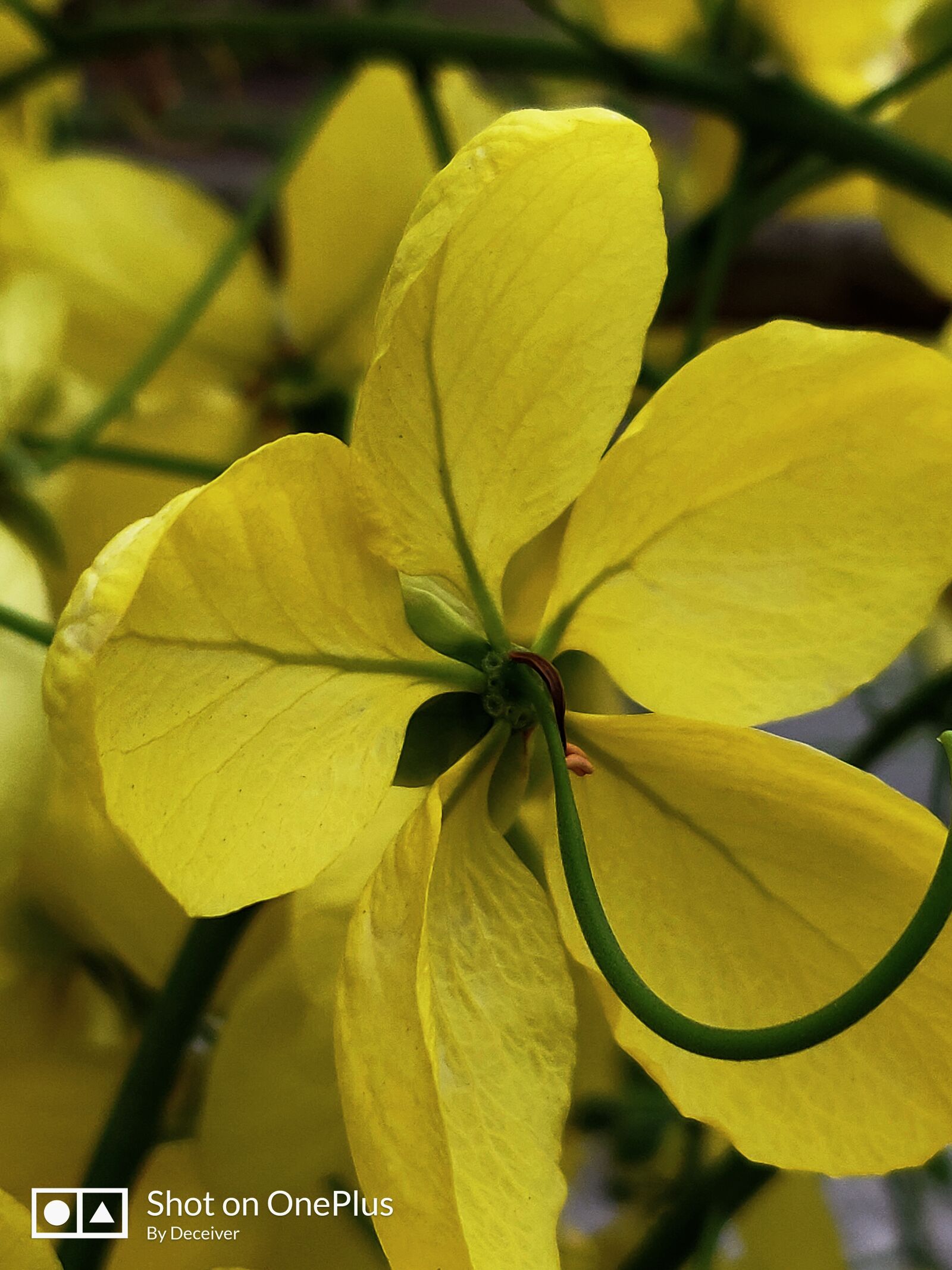 OnePlus A6010 sample photo. Flower, yellow, festival photography