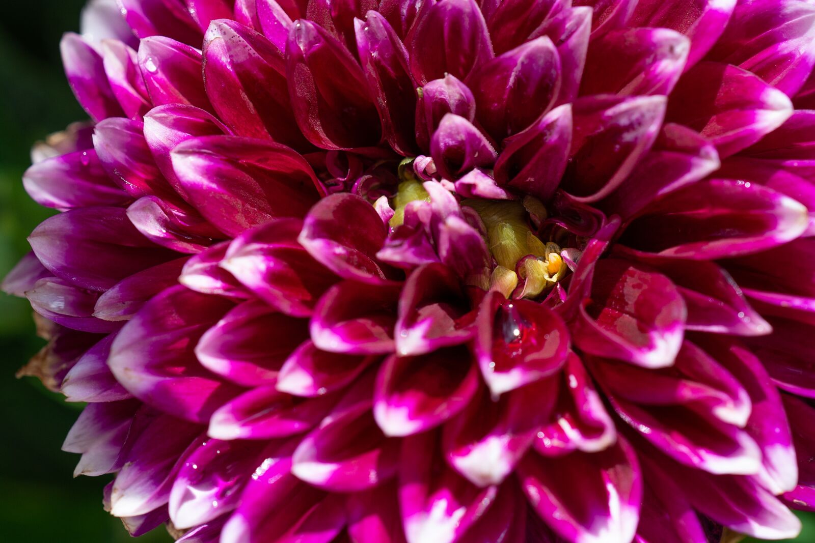 Nikon D7100 sample photo. Dahlia, flower, pink photography