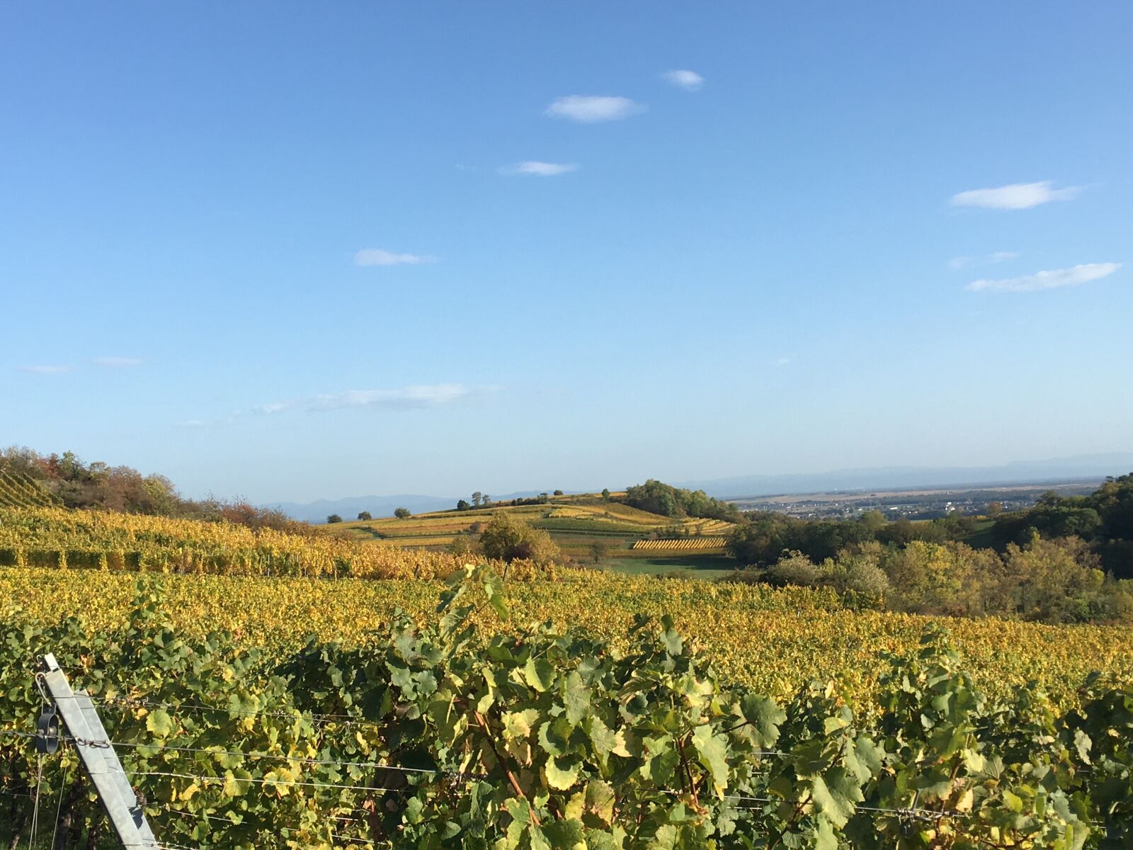 iPhone SE back camera 4.15mm f/2.2 sample photo. Contryside, vines, good weather photography