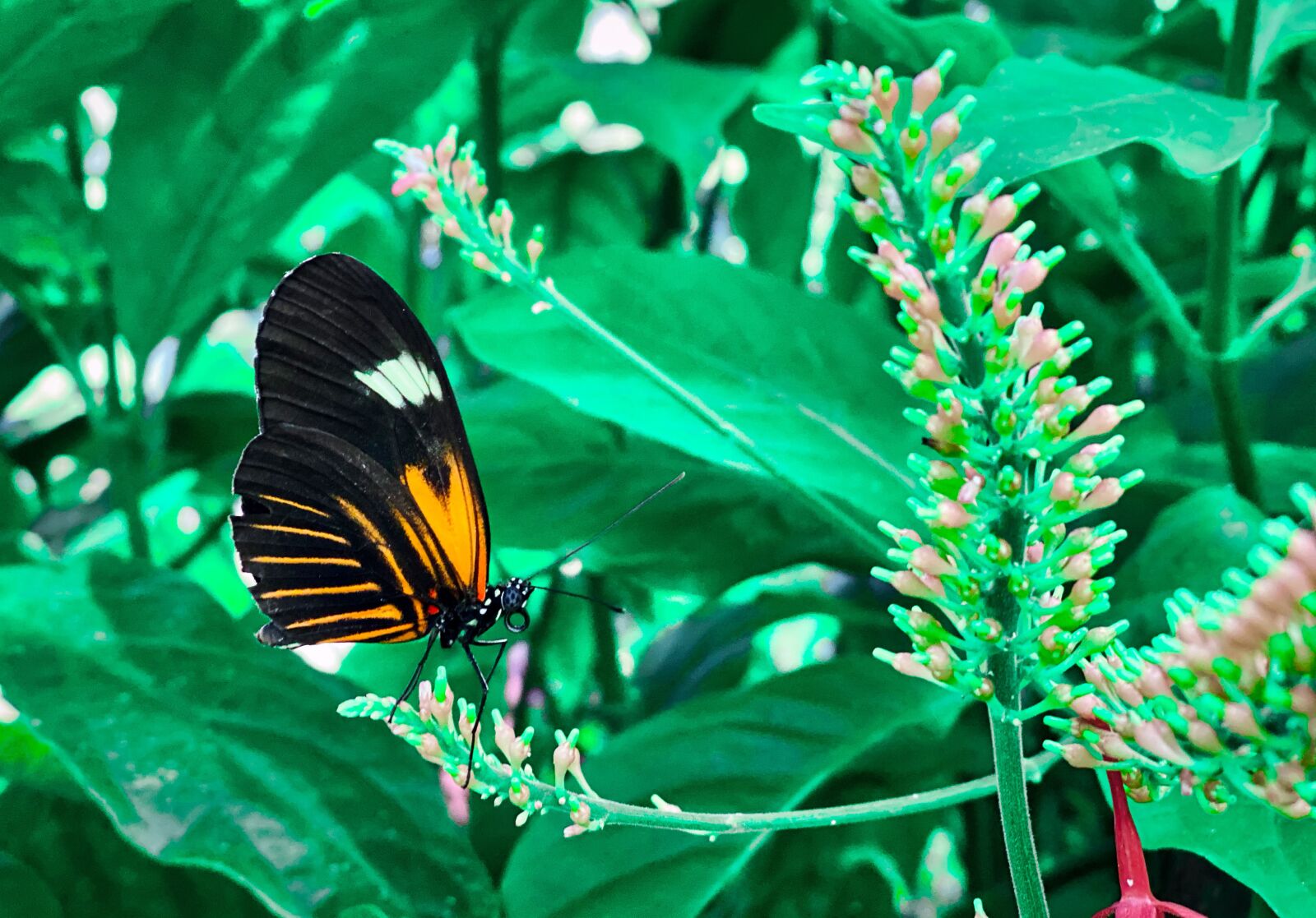 iPhone 11 Pro Max back dual camera 6mm f/2 sample photo. Butterfly, plant, orange photography