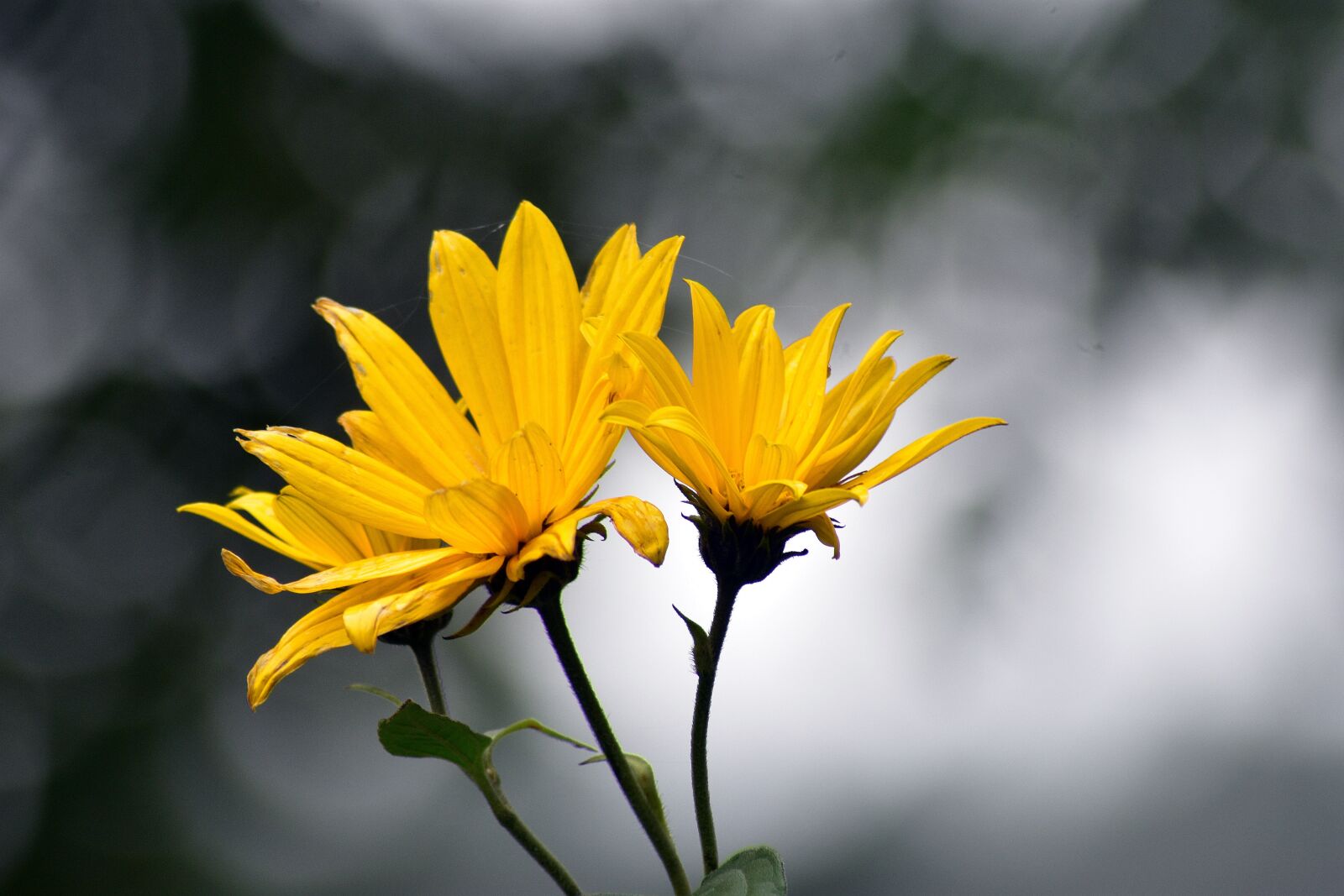 Nikon D3400 sample photo. Flower, flowers, spring photography