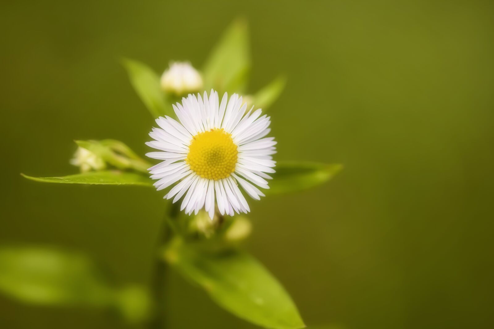 Nikon D7200 sample photo. Daisy, flower, summer meadow photography