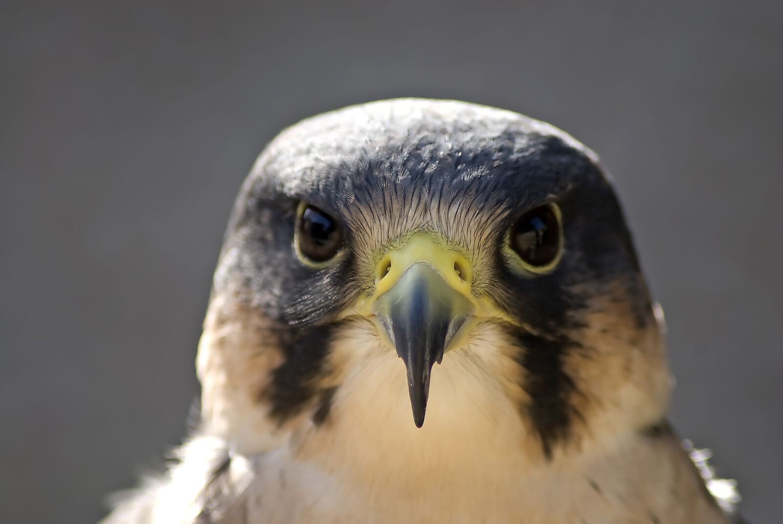Nikon D80 sample photo. Peregrine, bird, beak photography