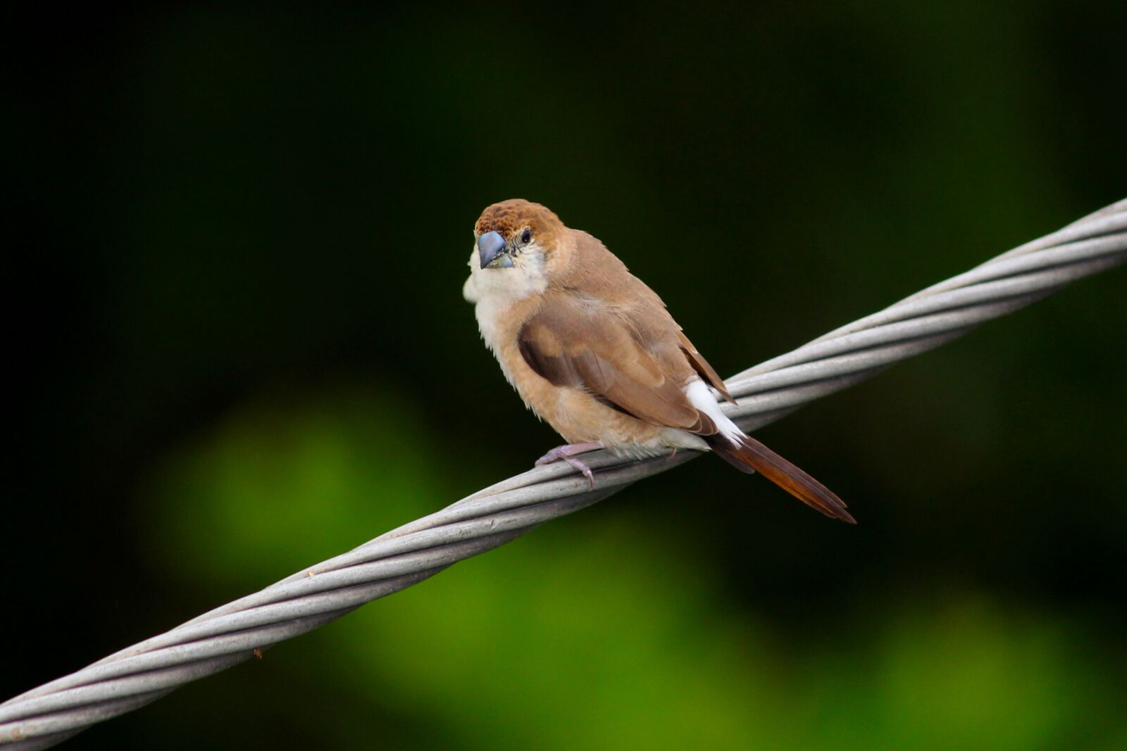 Canon EOS 700D (EOS Rebel T5i / EOS Kiss X7i) sample photo. Nature, bird, animal photography