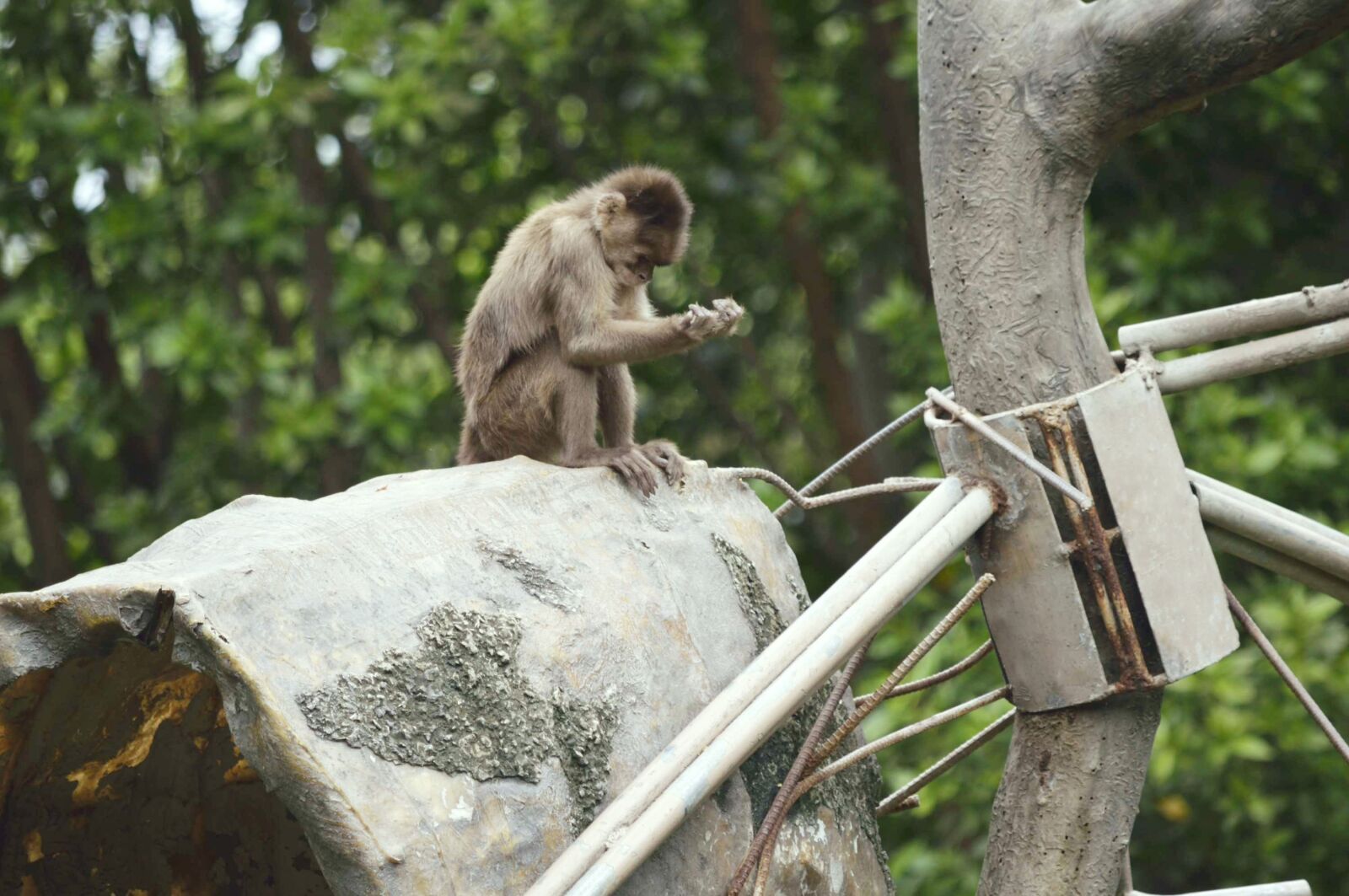 Nikon D3200 sample photo. Mono, monito, nature photography