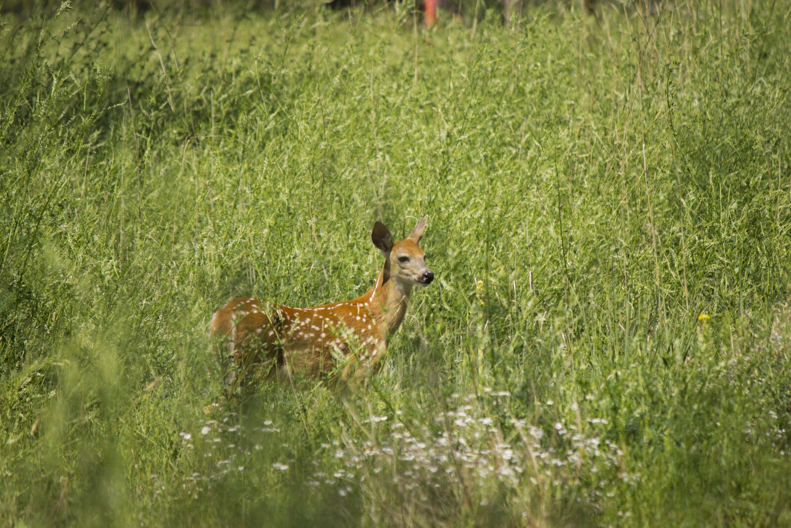 Canon EOS 600D (Rebel EOS T3i / EOS Kiss X5) sample photo. Fawn, nature, young photography