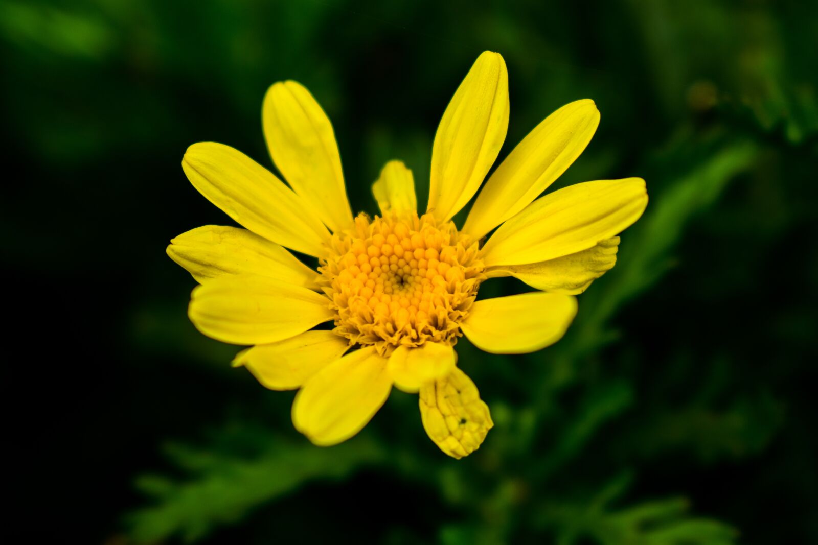 Nikon D3400 sample photo. Nature, plant, summer photography