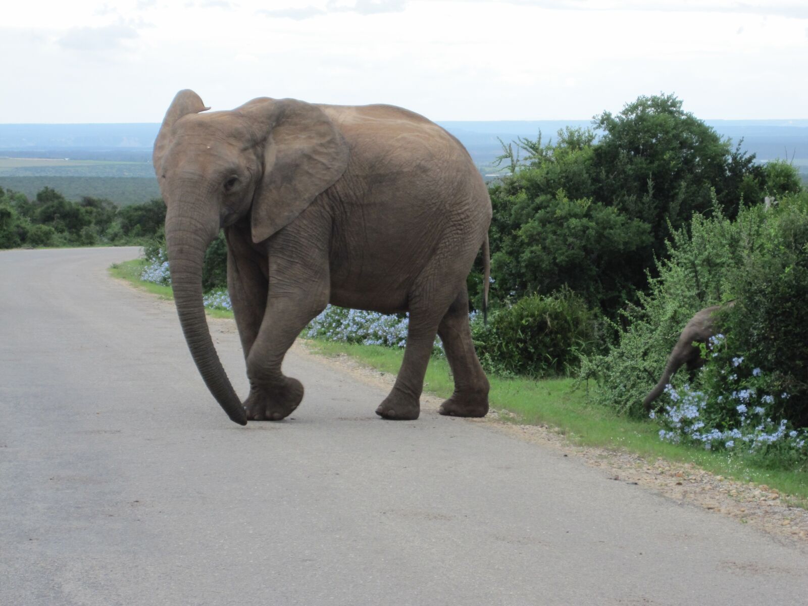 Canon PowerShot SD780 IS (Digital IXUS 100 IS / IXY Digital 210 IS) sample photo. Animal, elephant, africa photography