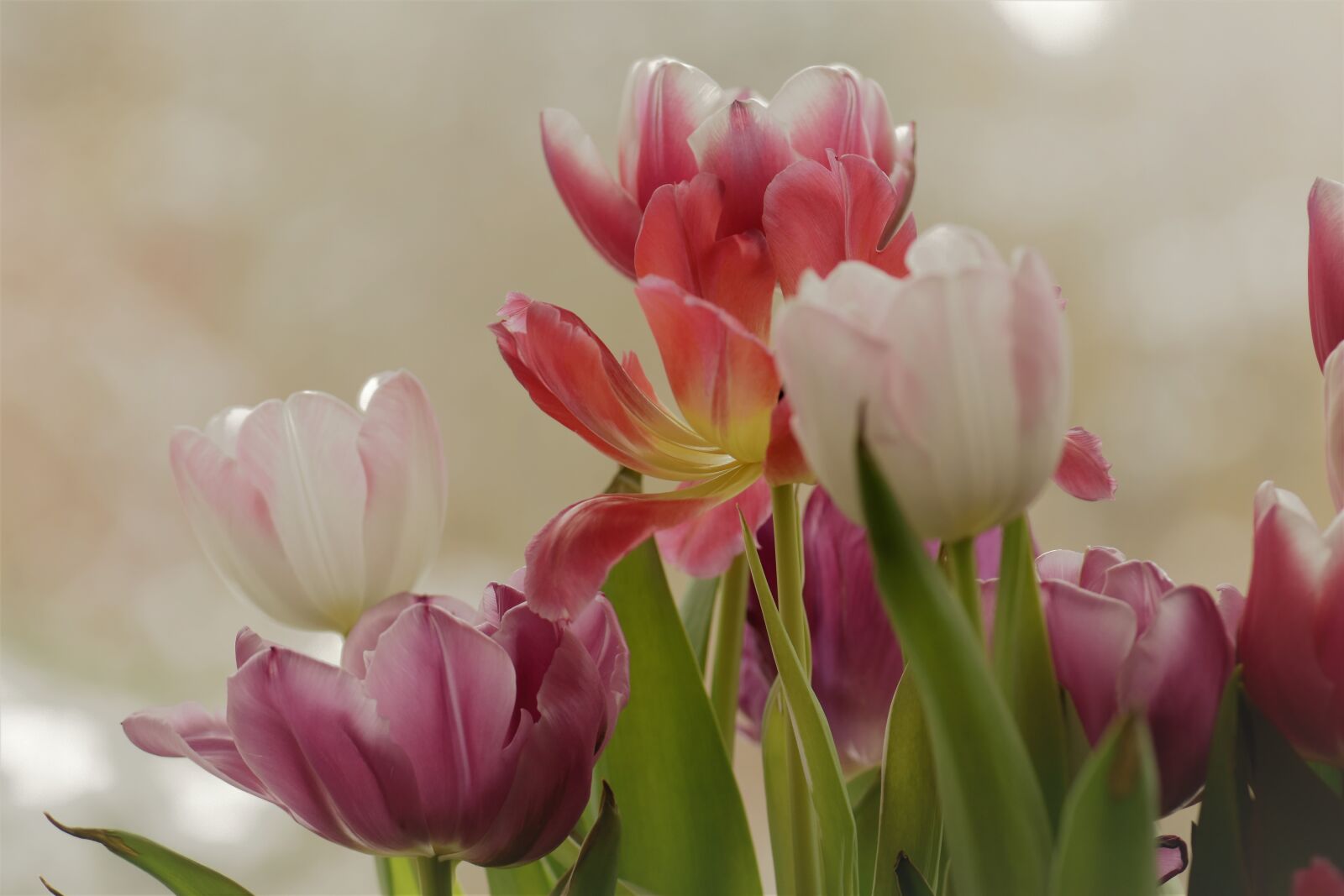 Nikon D5500 sample photo. Flower, plant, nature photography
