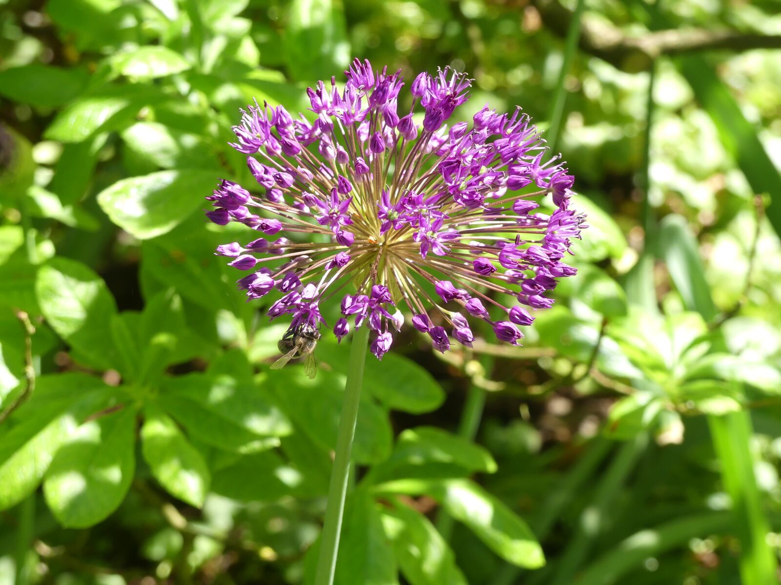 Panasonic Lumix DMC-FZ300 sample photo. Spring flower, purple, violet photography