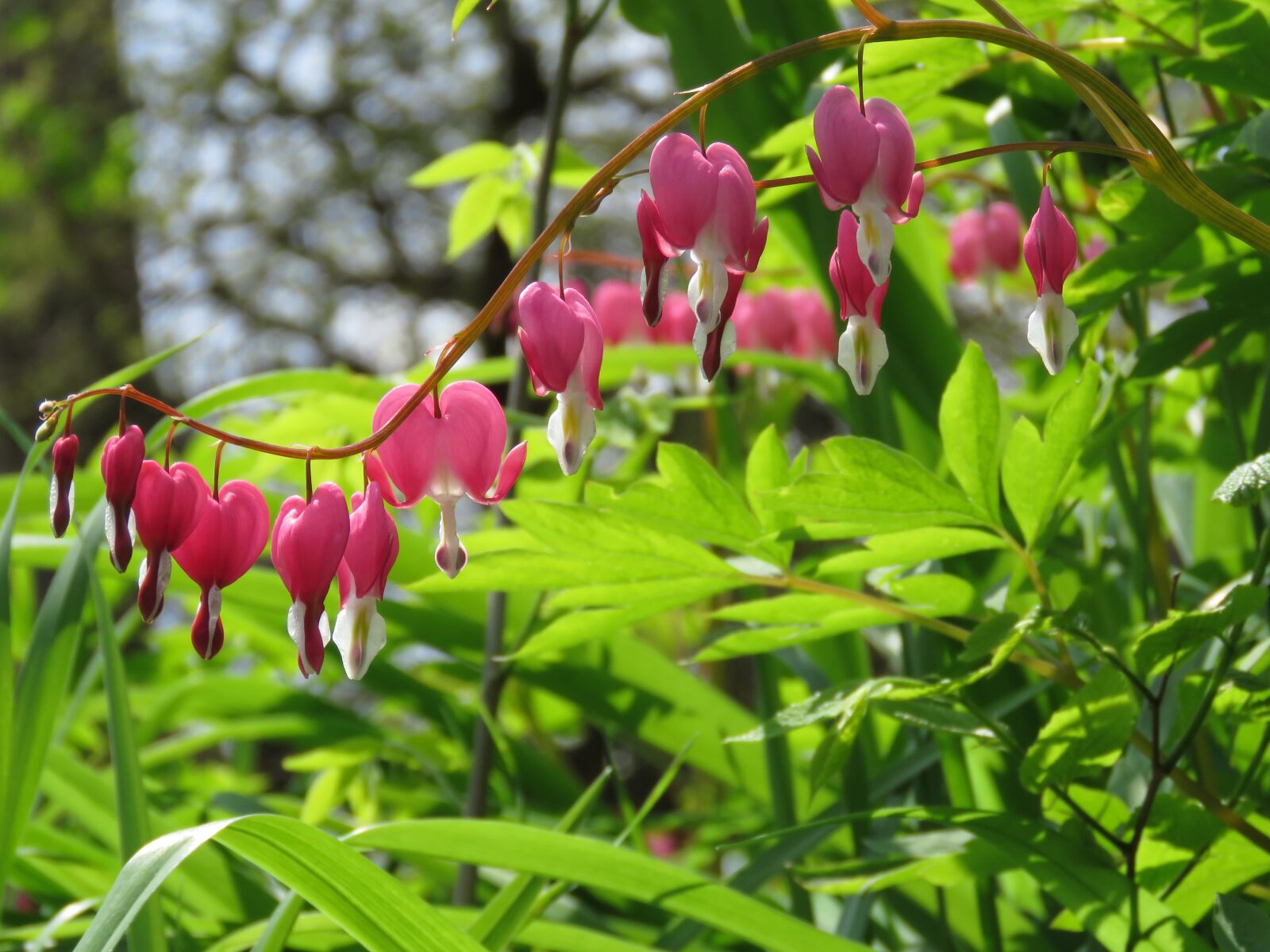 Canon PowerShot SX60 HS sample photo. Nature, flora, garden photography