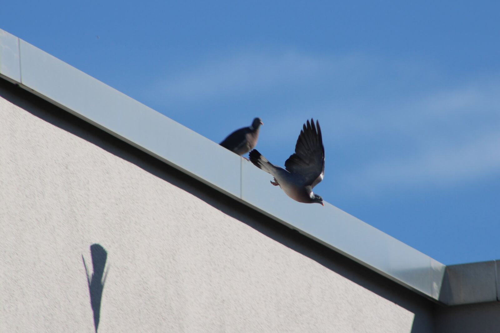 Canon EOS 2000D (EOS Rebel T7 / EOS Kiss X90 / EOS 1500D) sample photo. Dove, flying, bird photography