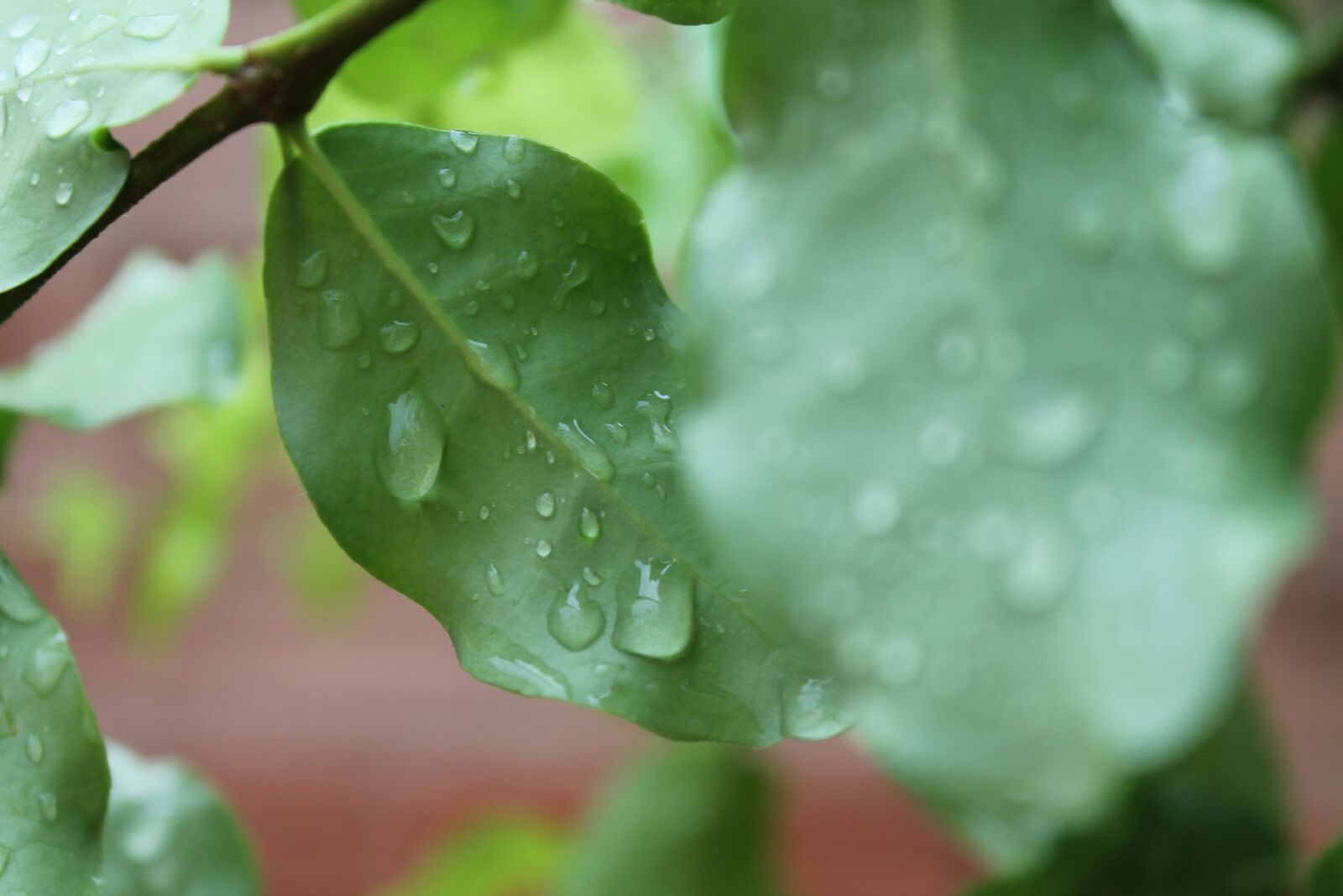 Canon EOS 1100D (EOS Rebel T3 / EOS Kiss X50) sample photo. Leaf, green, nature photography