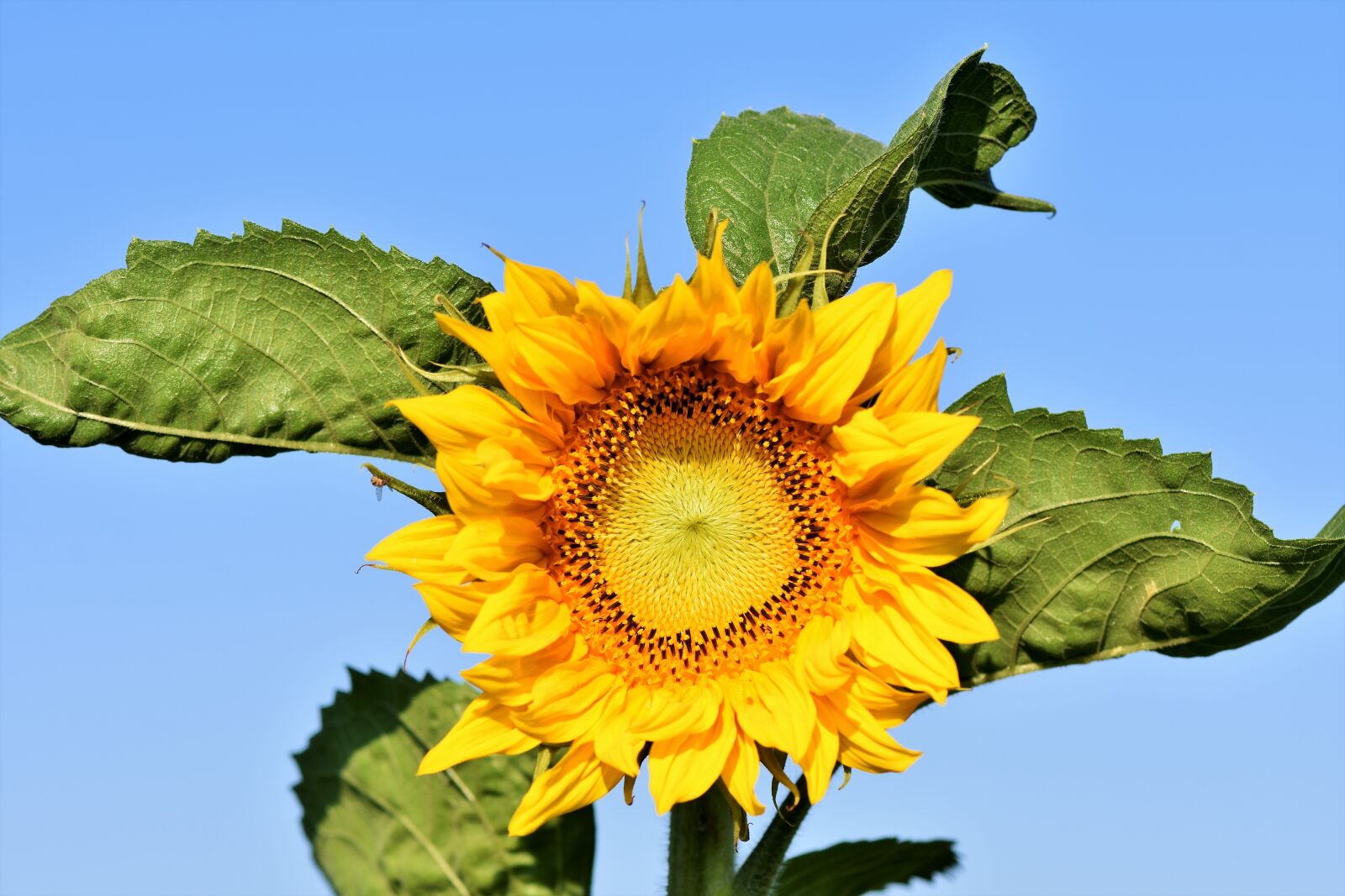 Nikon D7200 sample photo. Sunflower, flower, yellow photography