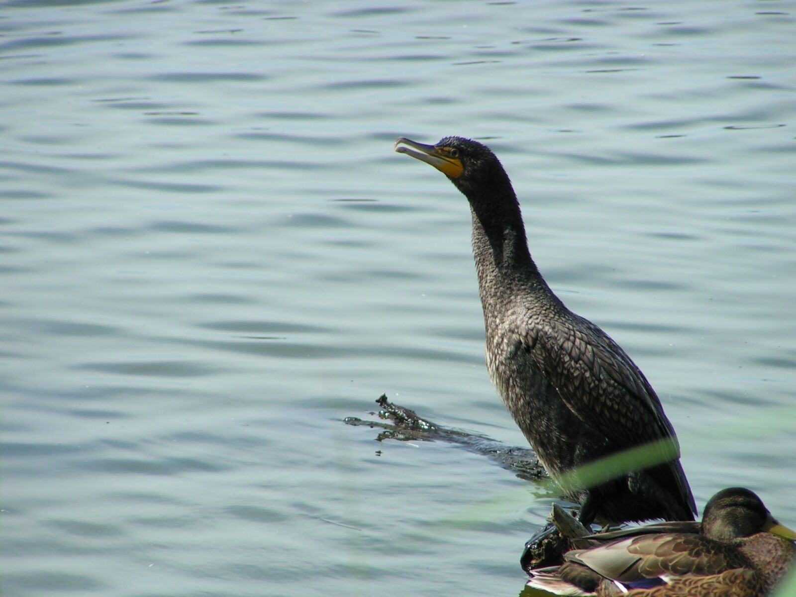 KONICA MINOLTA DiMAGE Z1 sample photo. Great cormorant, waterfowl, bird photography