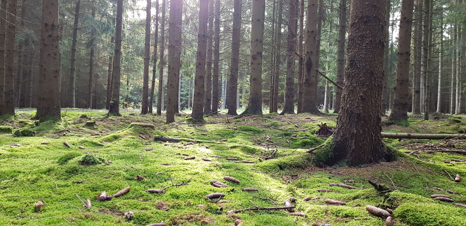 Samsung Galaxy S8 sample photo. Forest, thuringia germany, sun photography