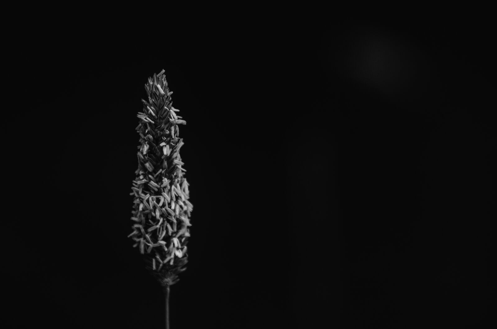Nikon D7000 sample photo. Grass, seeds, black and photography