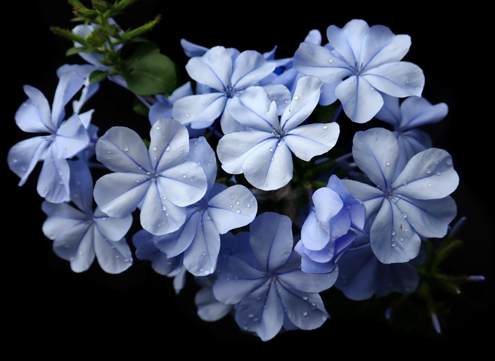 Olympus TG-5 sample photo. Plumbago, blue, flower photography