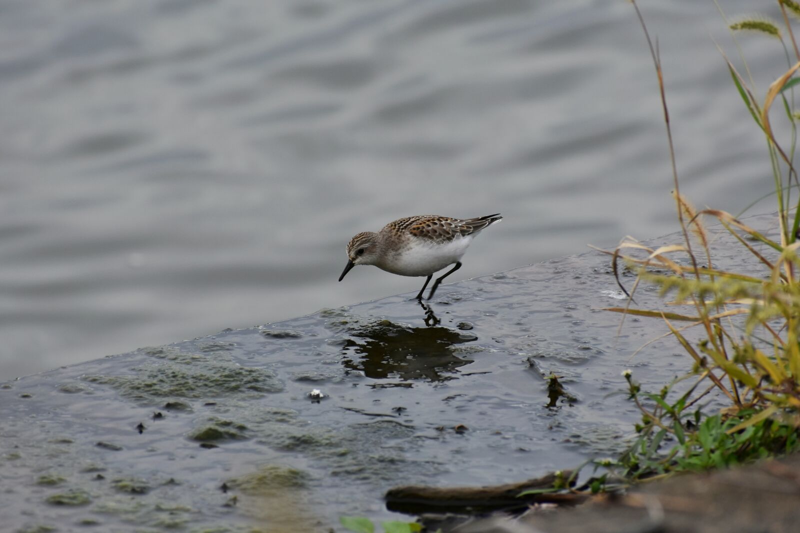 Nikon D7200 sample photo. Animal, river, waterside photography