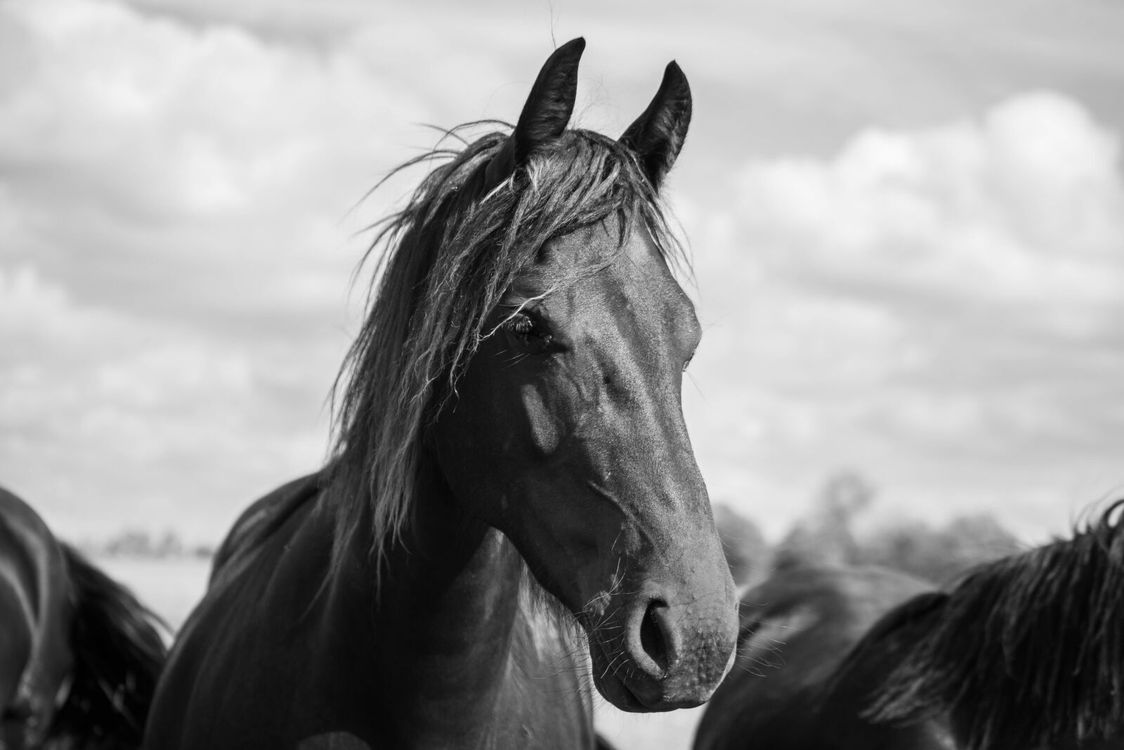 Canon EOS 6D Mark II sample photo. Horse, horsehead, friesian horse photography