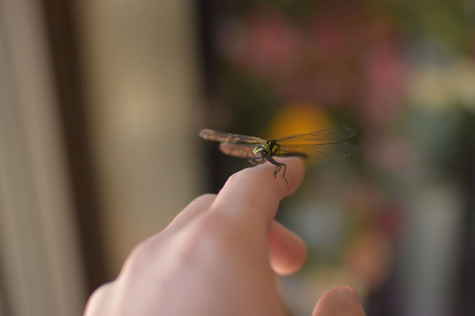 Nikon D5300 sample photo. Dragonfly, foppery, bug photography
