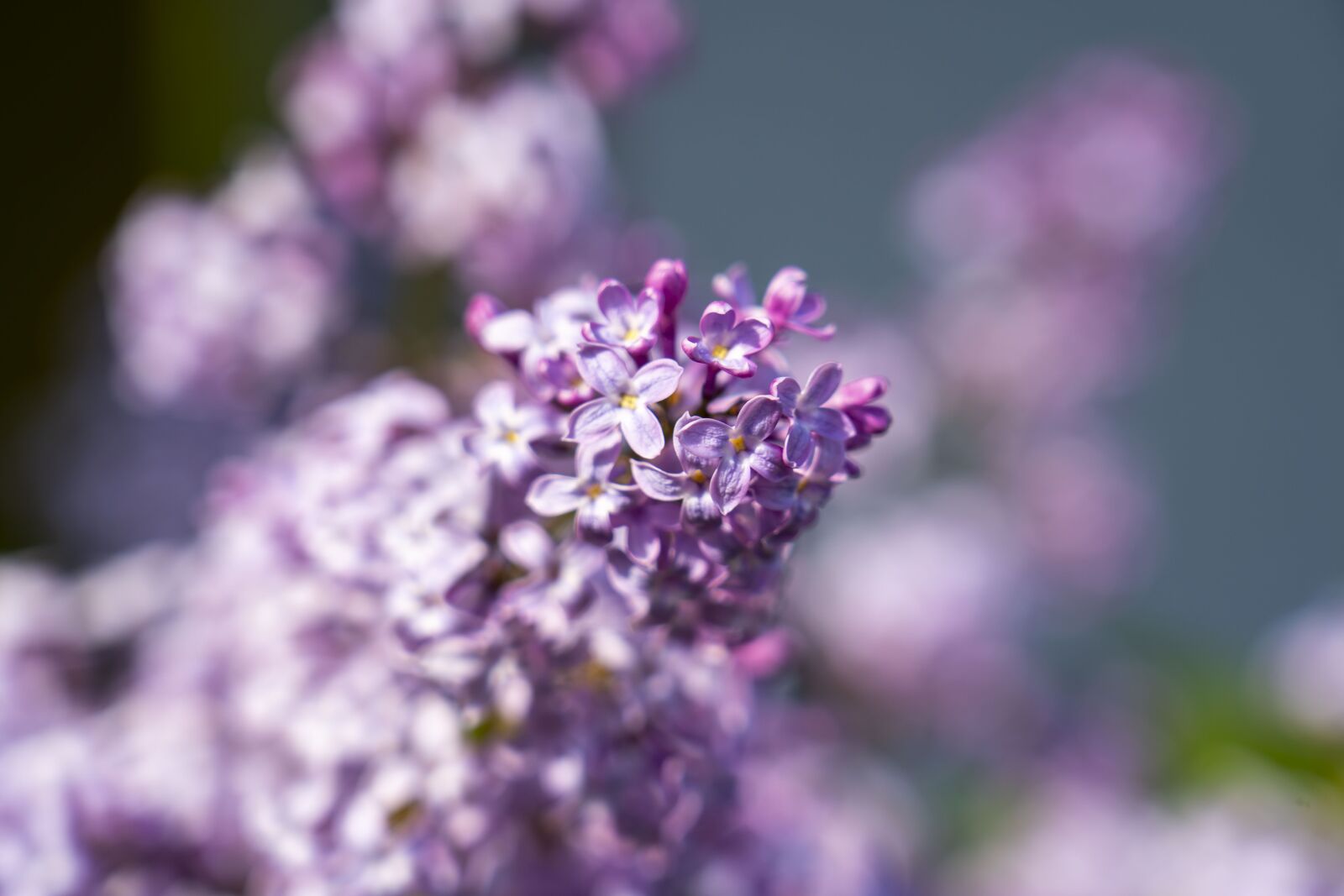 Sony FE 24-105mm F4 G OSS sample photo. Lilac, flower, spring photography