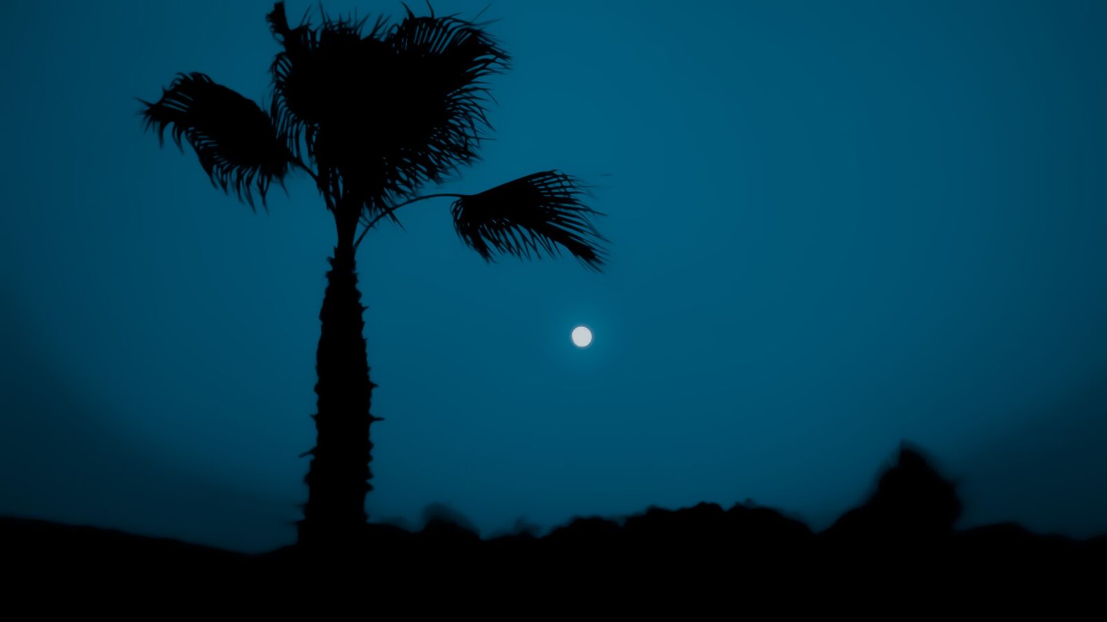 Nikon D3300 sample photo. Silhouette, palm tree, sky photography