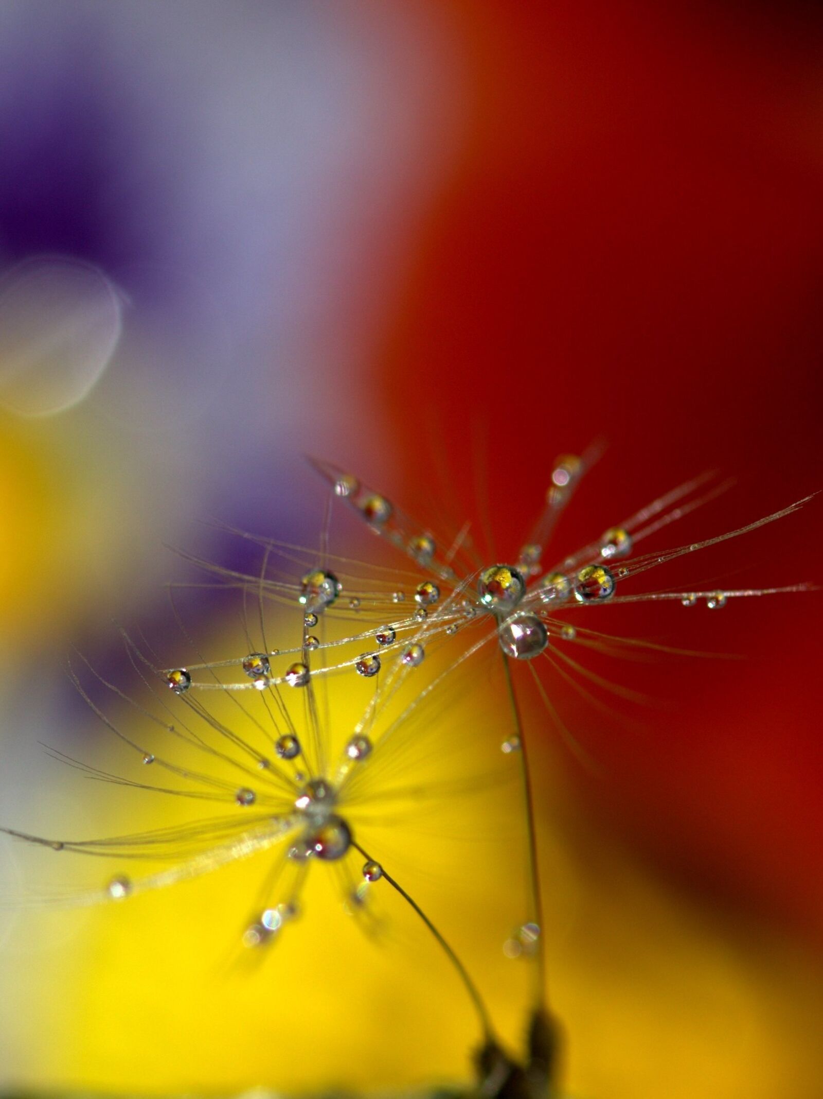 Canon EF-S 60mm F2.8 Macro USM sample photo. Dandelion, drops, wet photography