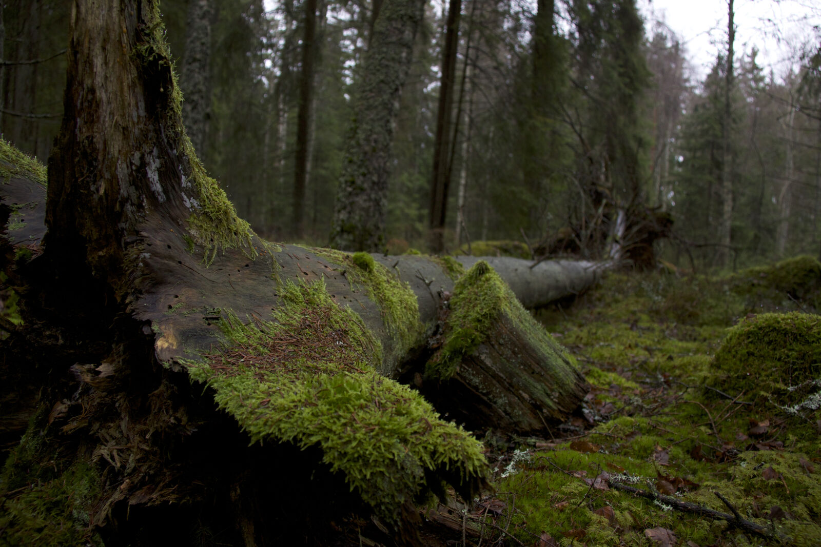 Canon EOS 50D sample photo. Evening, forest, moss, nature photography