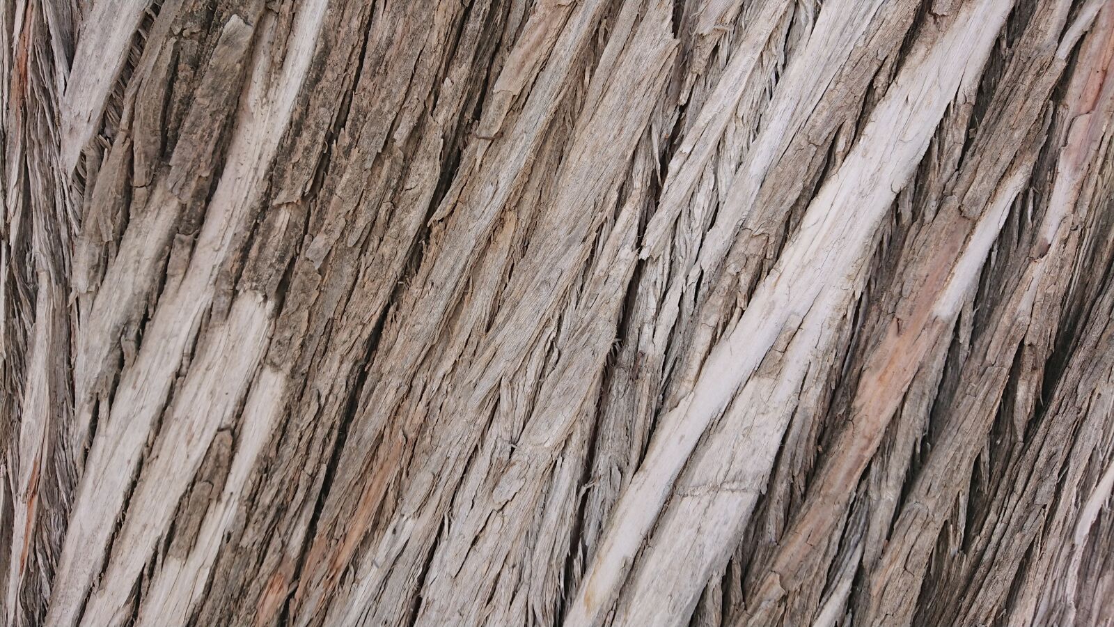 Sony Xperia XZ Premium sample photo. Bark, pine, spain photography