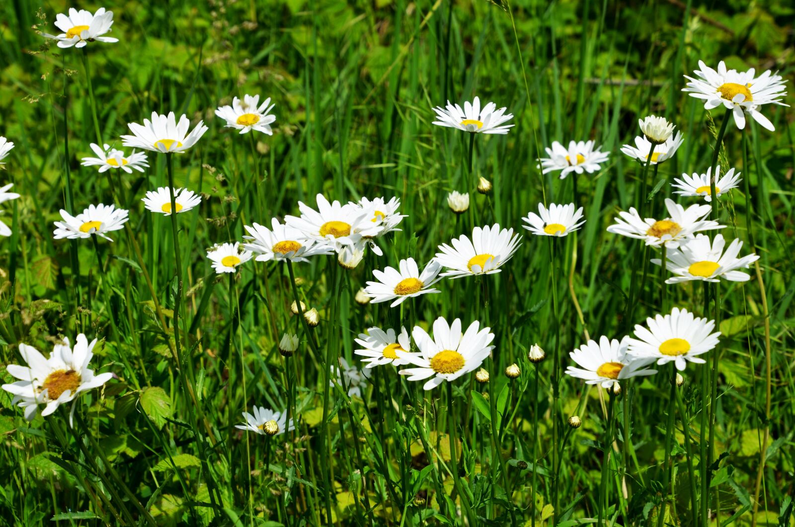 Nikon D7000 sample photo. Daisy, flowers, daisies photography