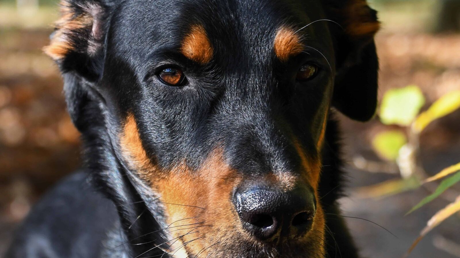 Nikon D500 sample photo. Canine, black dog, animal photography