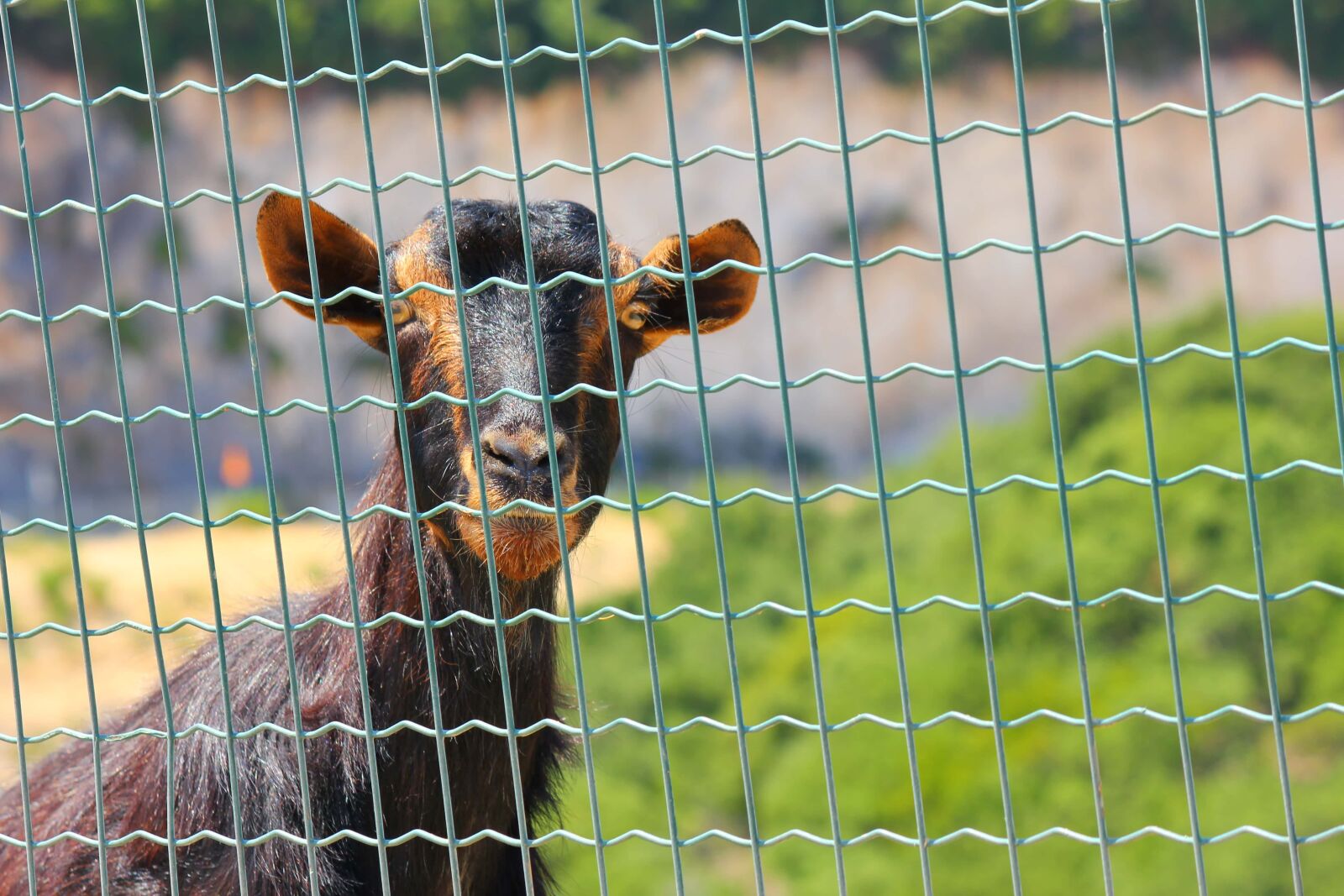 Canon EOS 550D (EOS Rebel T2i / EOS Kiss X4) + Canon EF-S 55-250mm F4-5.6 IS sample photo. Fence, zoo, goat, nature photography