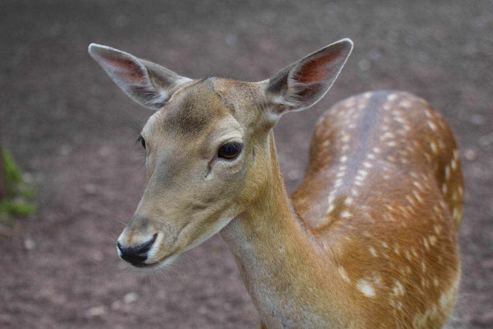 Nikon D3300 sample photo. Roe deer, animals, forest photography