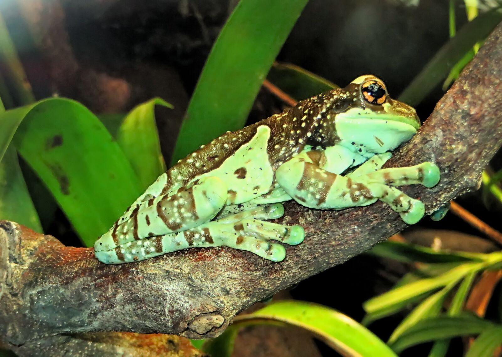 Canon PowerShot SX270 HS sample photo. Frog, tree frog, arboreal photography