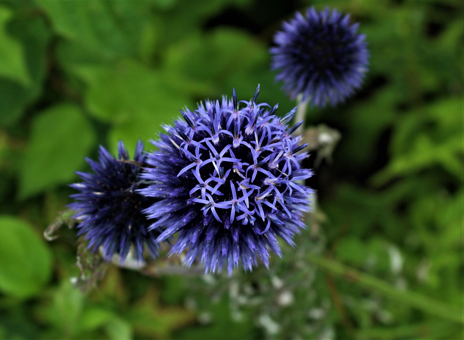 Canon EOS 4000D (EOS Rebel T100 / EOS 3000D) sample photo. Blue, flower, plant photography