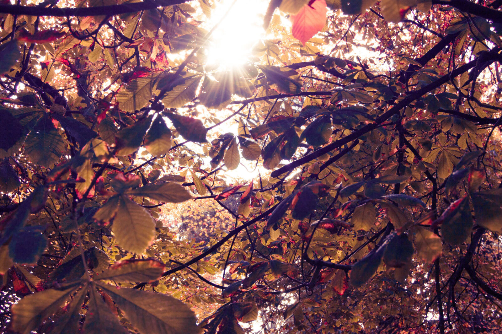 Nikon D3200 sample photo. Autumn, color, colour, colourful photography