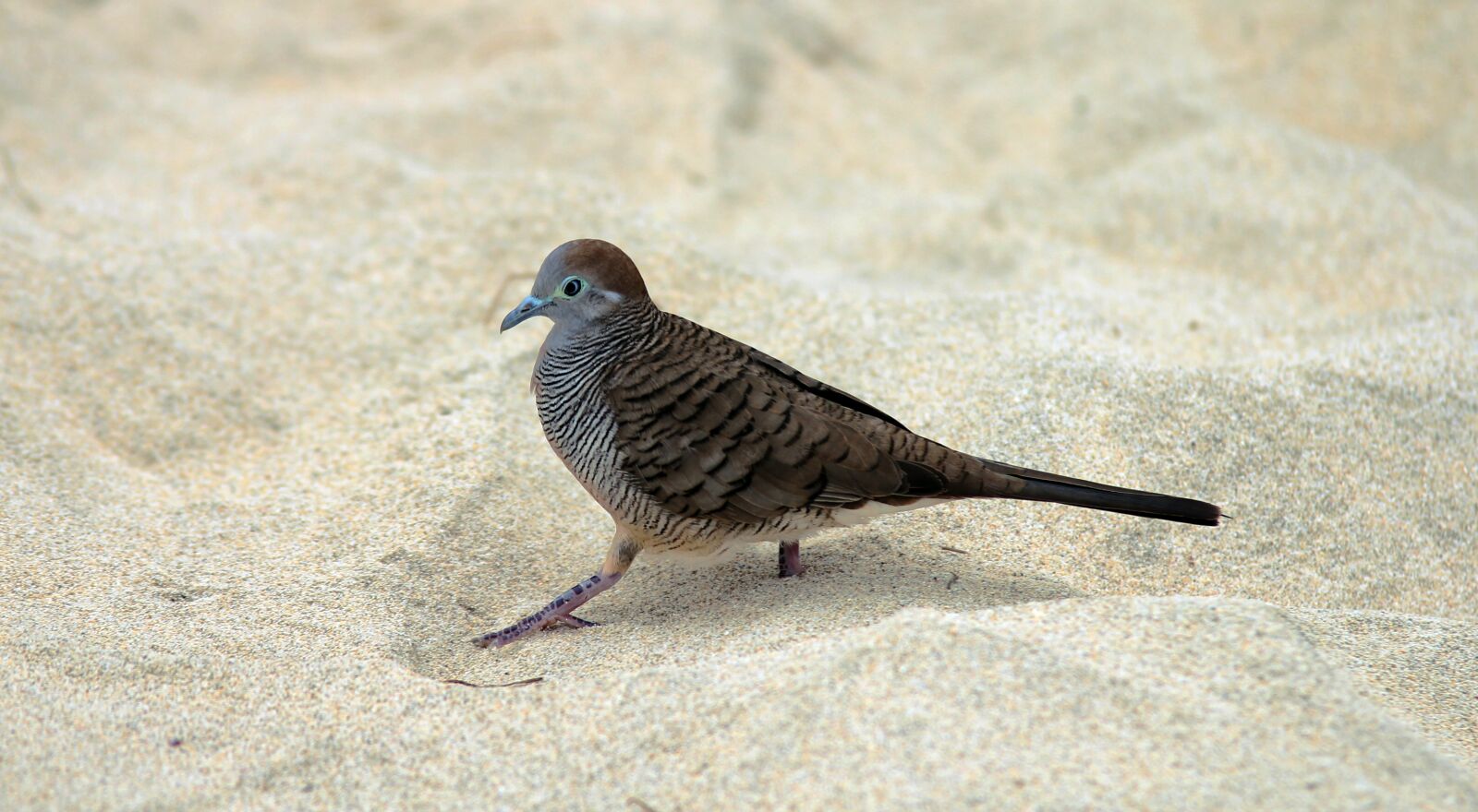 Canon EOS 550D (EOS Rebel T2i / EOS Kiss X4) sample photo. Beach, bird, macro photography