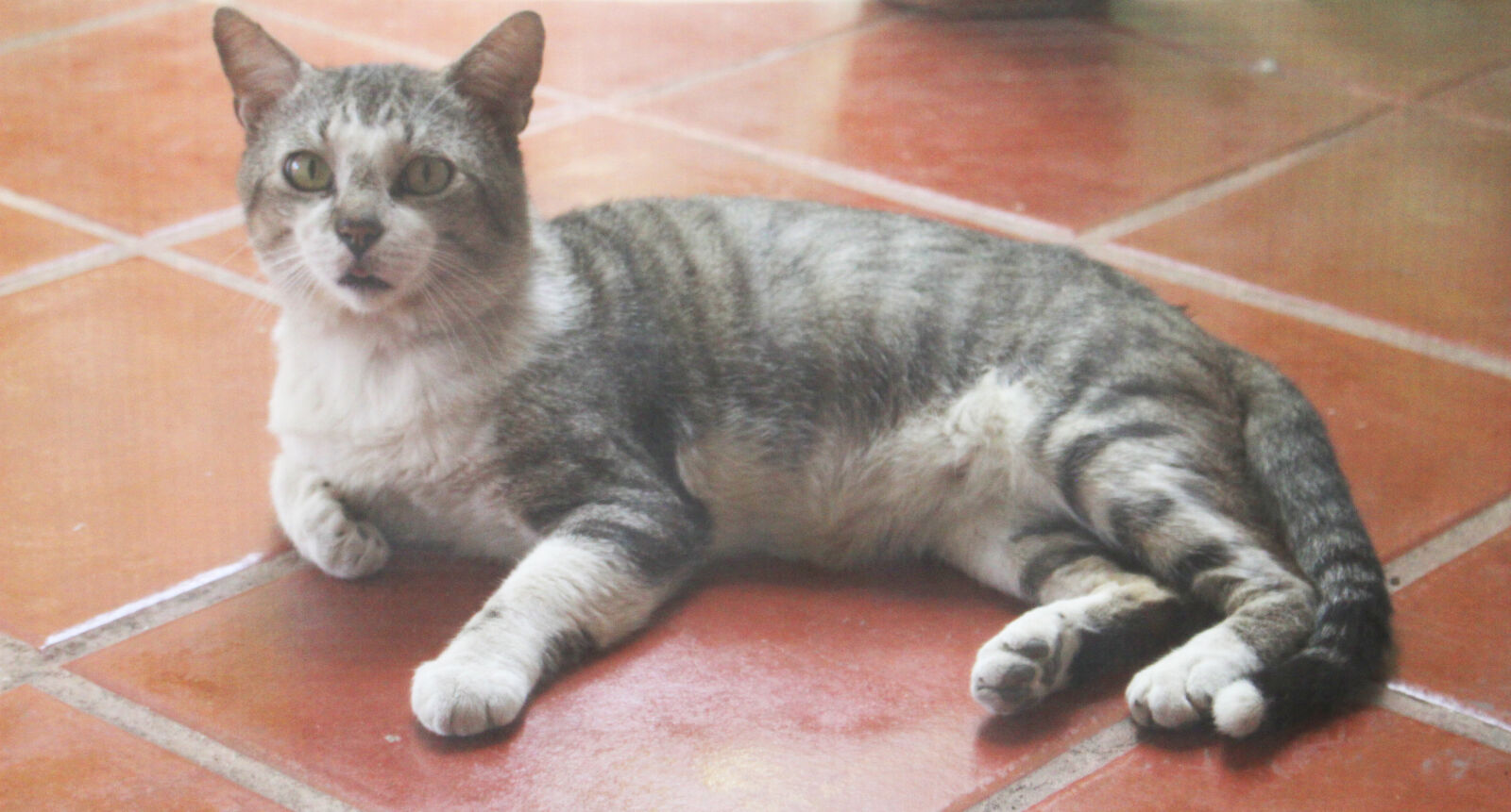 Canon EOS 700D (EOS Rebel T5i / EOS Kiss X7i) sample photo. Animal, cat, pet photography