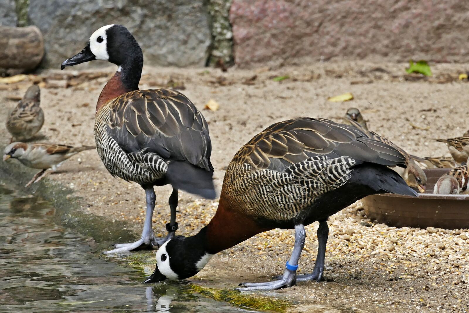 Panasonic Lumix DMC-FZ1000 sample photo. Zoo, animal, nature photography
