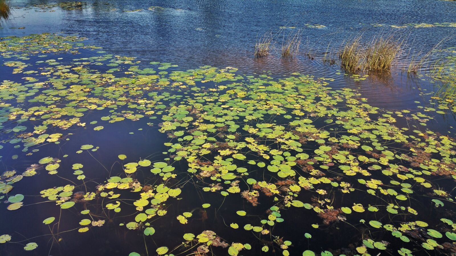 Samsung Galaxy Note4 sample photo. Water, lilies, lily pads photography