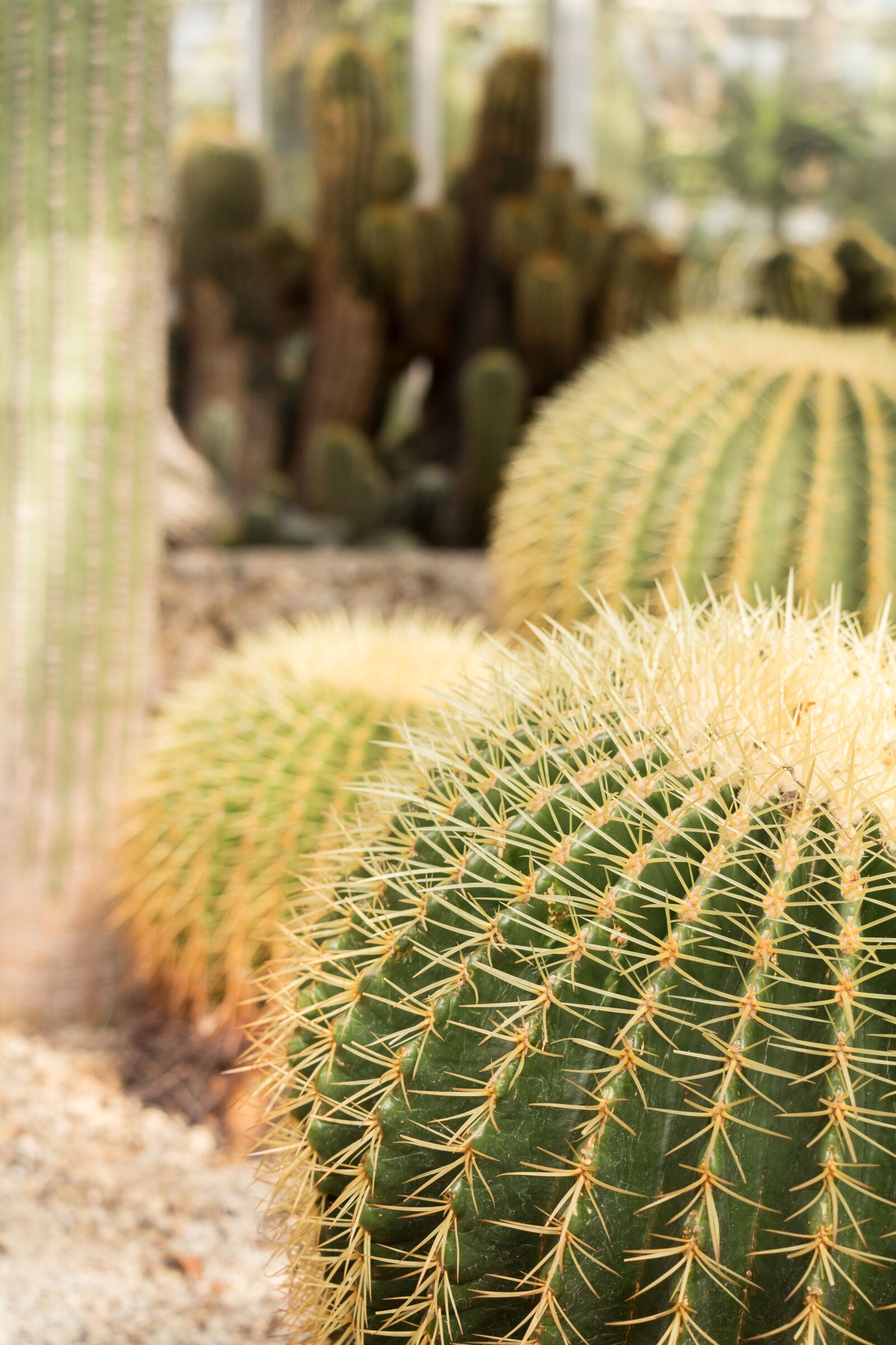 Canon EOS 700D (EOS Rebel T5i / EOS Kiss X7i) sample photo. Cactus, mother-in-law chair, prickly photography