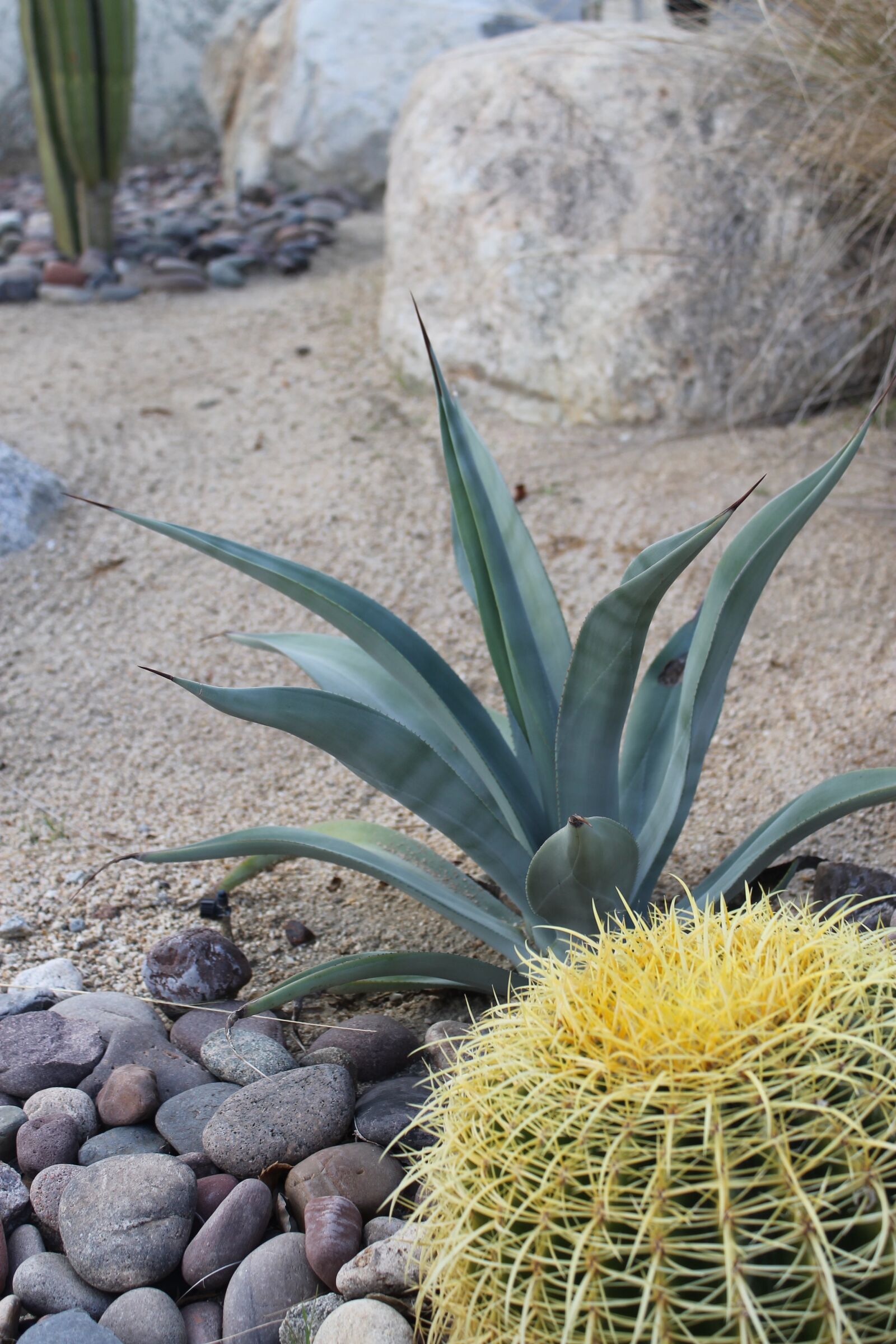 Canon EOS 1100D (EOS Rebel T3 / EOS Kiss X50) sample photo. Cactus, palm springs, desert photography