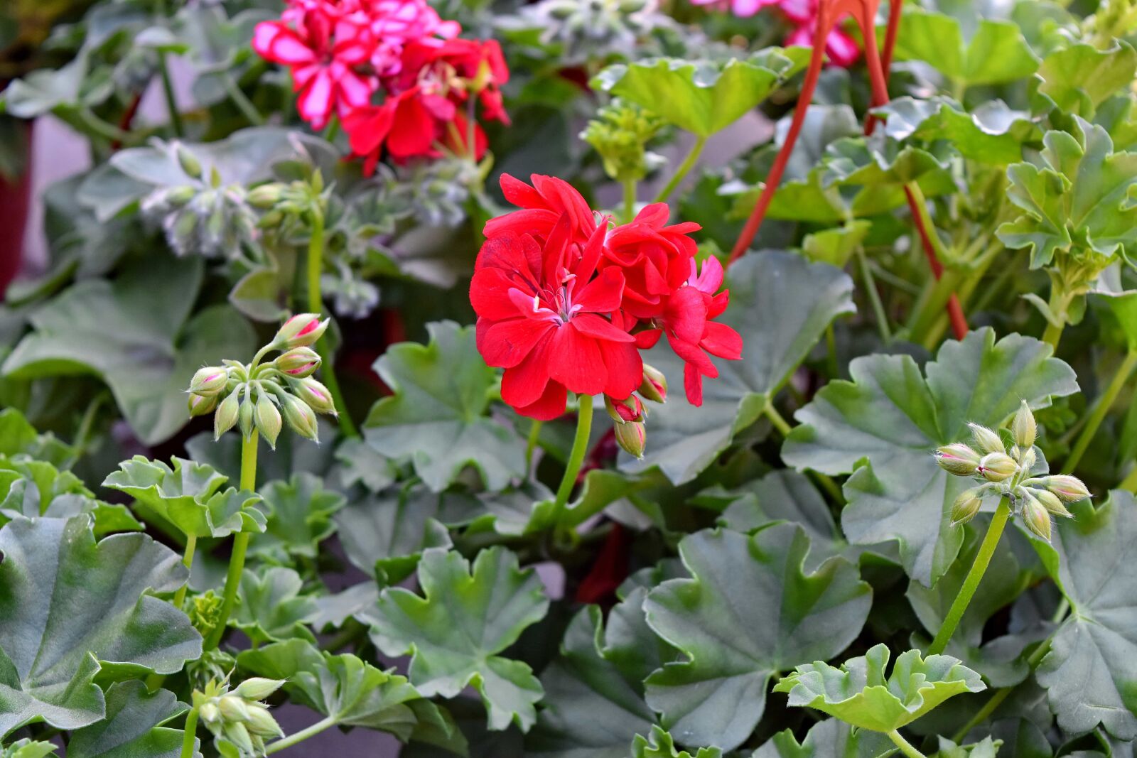 Nikon D5500 sample photo. Arrangement, flower bud, flower photography