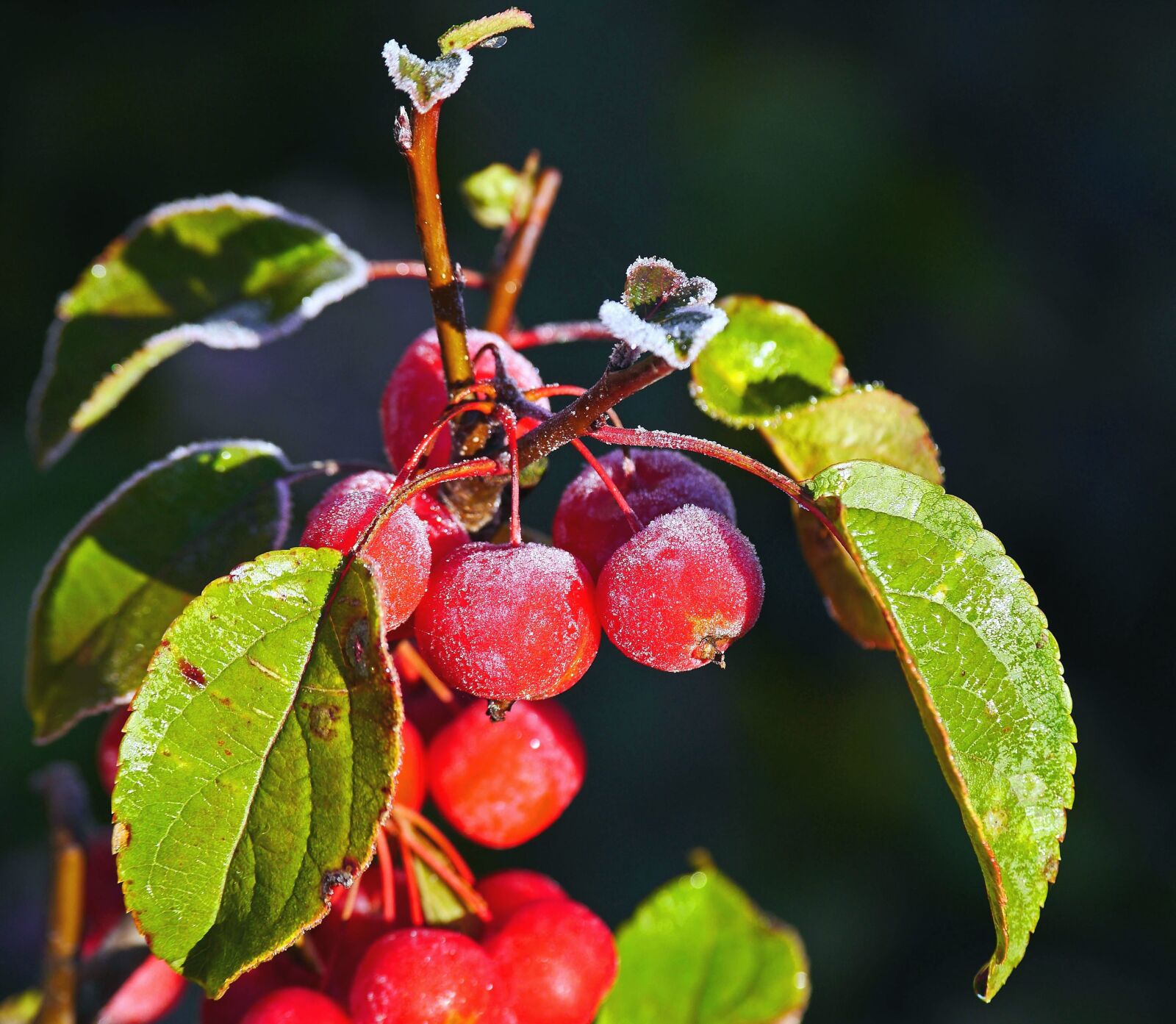 Panasonic Lumix DMC-GH3 sample photo. Berry, fruit, leaf, ripe photography