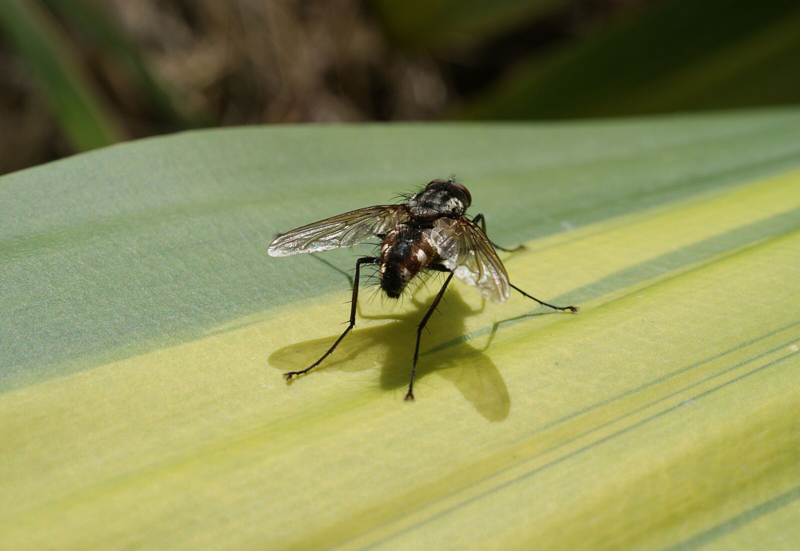 Sony Alpha DSLR-A390 sample photo. Nature, insect, fly photography