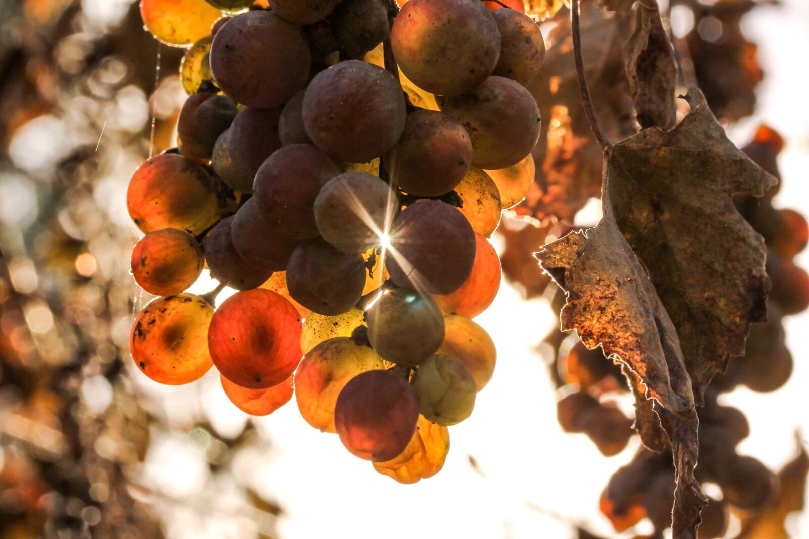 Canon EOS 1100D (EOS Rebel T3 / EOS Kiss X50) sample photo. Fruit, food, grape, vineyard photography