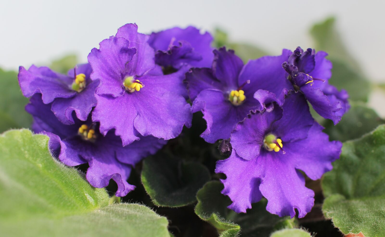 Canon EOS 60D sample photo. Flower, nature, plant photography