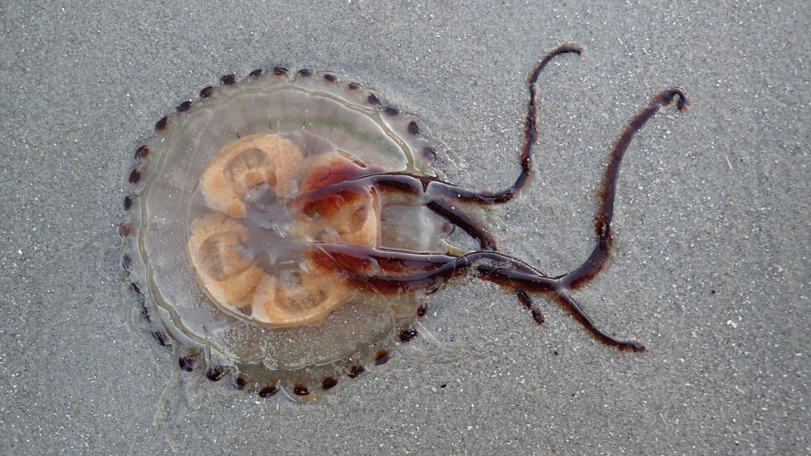 Olympus TG-3 sample photo. Jellyfish, animal, sea photography